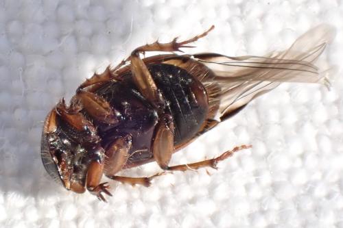 Nimbus contaminatus